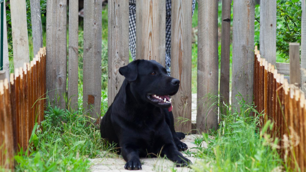 Backyard Pet Fencing Dundas MN - Caron Fence Expert Team