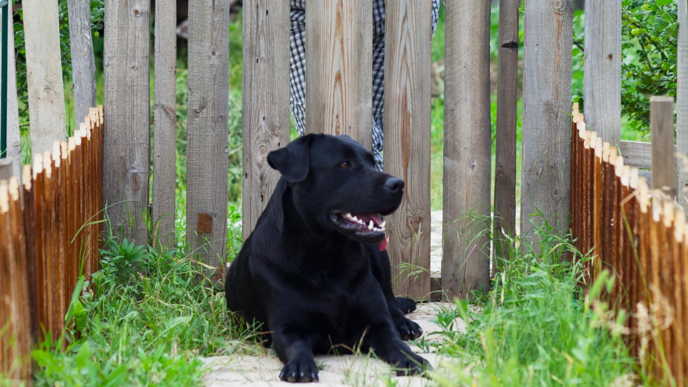 Backyard Pet Fencing Dundas MN - Caron Fence Expert Team